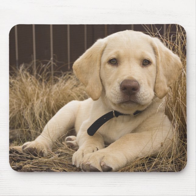 Mousepad Labrador Retriever (Frente)