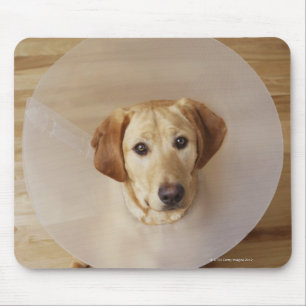 Mousepad Labrador retriever com o cone em torno de seu