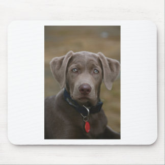 Mousepad Labrador retriever na prata clara rara