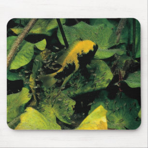 Mousepad Labridens de Herichthys dos meios Luna