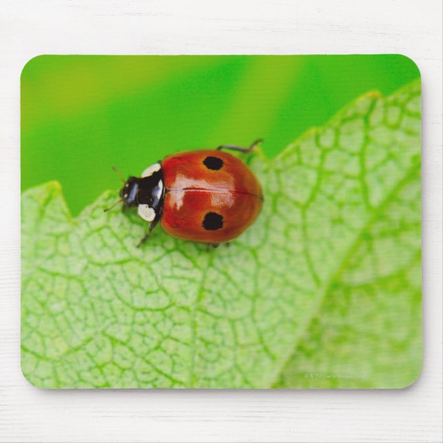 Mousepad Ladybird atravessando uma folha (Frente)