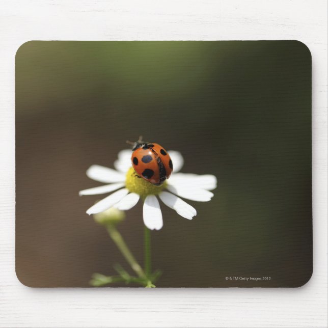 Mousepad Ladybird na Flor Camomile (Frente)