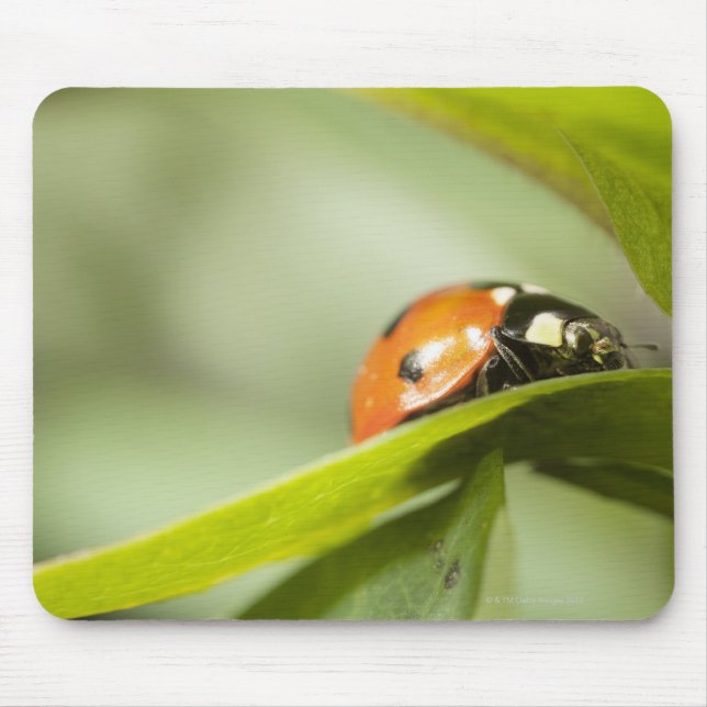 Mousepad Ladybird na folha, Ladybug na folha (Frente)