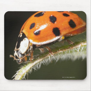 Mousepad Ladybird na folha, Ladybug na folha