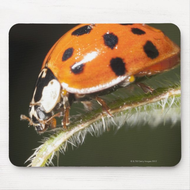 Mousepad Ladybird na folha, Ladybug na folha (Frente)