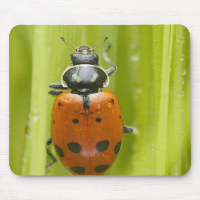 Mousepad Ladybird na grama, close-up (Frente)