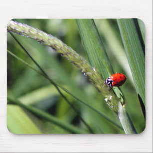 Mousepad Ladybug (Coccinellidae)