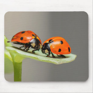 Mousepad ladybug, inseto, par