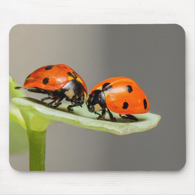 Mousepad ladybug, inseto, par (Frente)