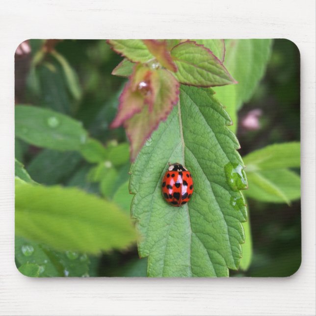 Mousepad ladybug na folha (Frente)