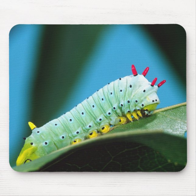 Mousepad Lagarta da Mariposa Prometeu, Callosamia (Frente)