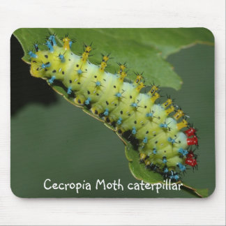 Mousepad Lagarta da traça de Cecropia