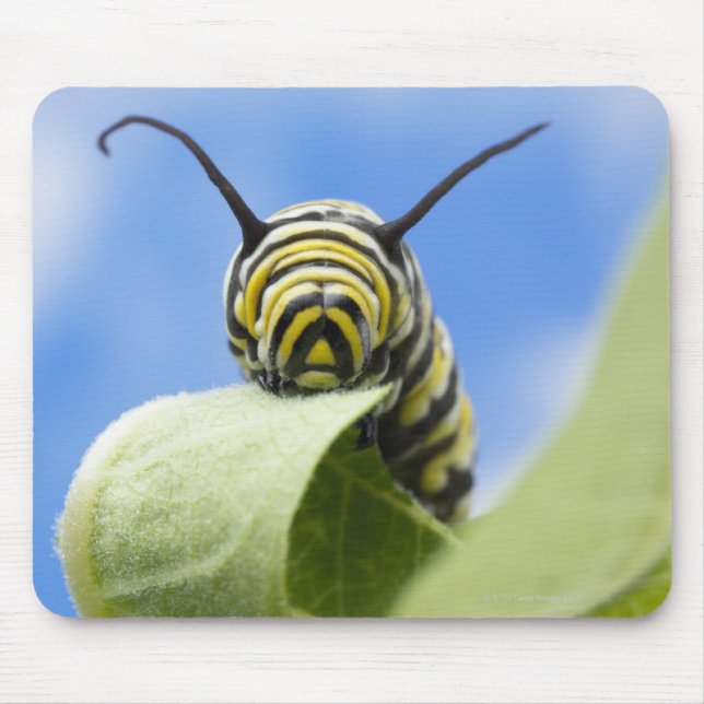 Mousepad Lagarta negra e amarela (Frente)