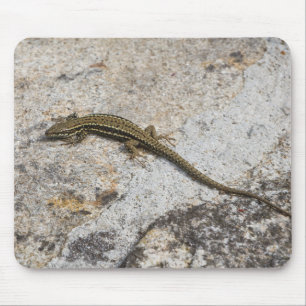 Mousepad Lagarto comum