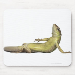 Mousepad Lagarto da parede que encontra-se para baixo -