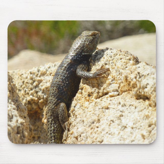 Mousepad Lagarto Espinhoso de Dorso Amarelo em Joshua Tree (Frente)