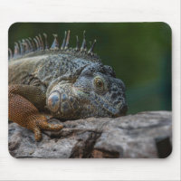 lagarto, iguana, natureza