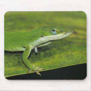 Mousepad Lagarto-verde, Anolis carolinensis, adulto em palm