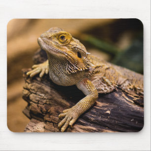 Mousepad Lagartos, répteis, dragões