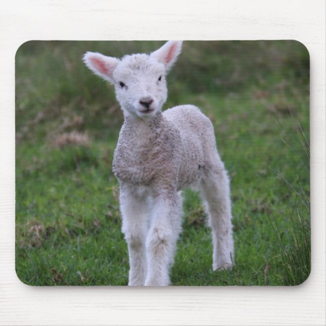 Mousepad Lamb Baby Shea Fazenda Animal (Frente)