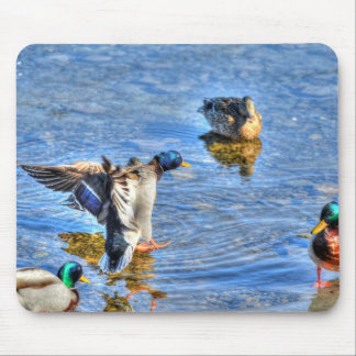 Mousepad Landing Mallard Drake Birdlover Wildlife Foto