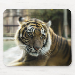 Mousepad Laranja com listras pretas Foto do tigre Bengala