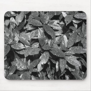 Mousepad Laurel, Aucuba Japonica - B/W