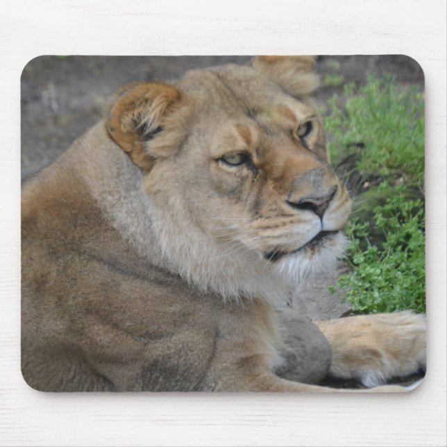 Mousepad Leão (Frente)