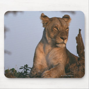 Mousepad Leão 4
