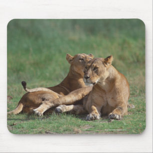 Mousepad Leão 5
