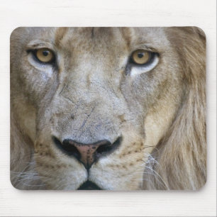 Mousepad Leão adulto macho no Sacramento Zoo, CA