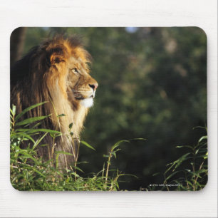 Mousepad Leão africano masculino no jardim zoológico em
