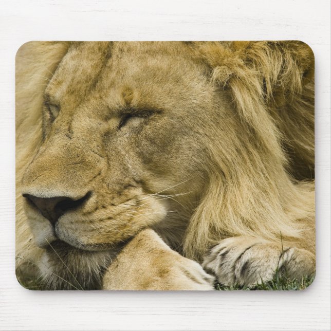 Mousepad Leão Africano, Panthera leo, adormecido (Frente)