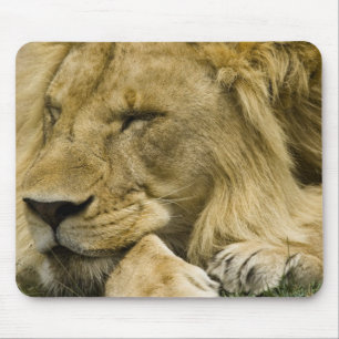 Mousepad Leão Africano, Panthera leo, deitado dormindo
