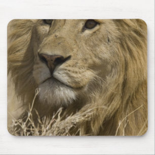 Mousepad Leão Africano, Panthera leo, Retrato de um