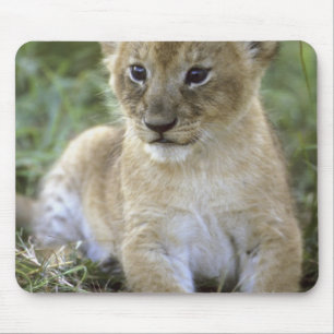 Mousepad leão-africano, Panthera leo), Tanzânia,