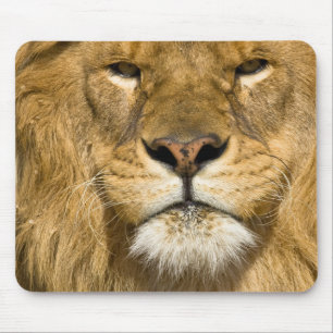 Mousepad Leão Berbere Africano, Panthera leo leo, um dos