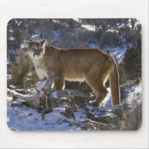 Mousepad Leão-da-montanha