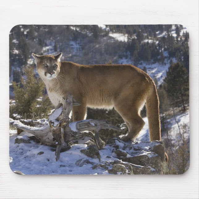 Mousepad Leão-da-montanha (Frente)