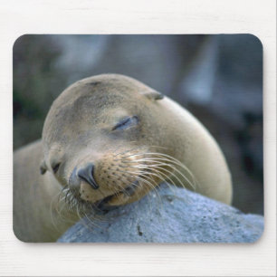 Mousepad Leão de mar do bebê, Ilhas Galápagos