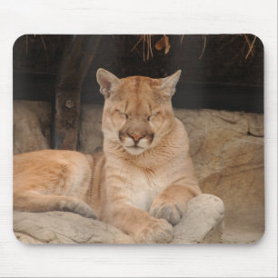 Mousepad Leão de montanha