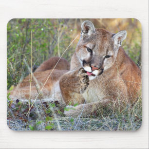 Mousepad Leão de montanha - Hmmm
