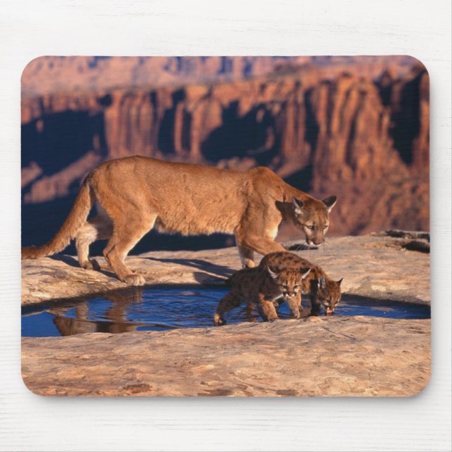 Mousepad Leão e Cubs de Montanha Mouse (Frente)