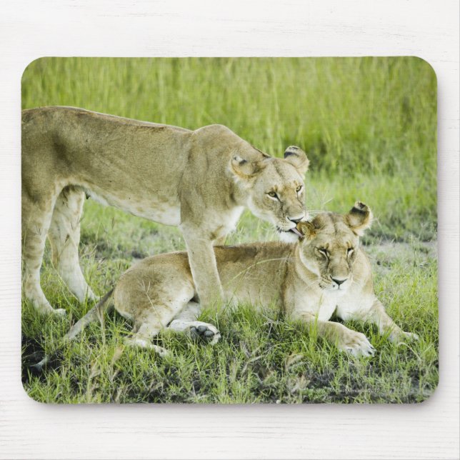 Mousepad Leão e leoa, África (Frente)
