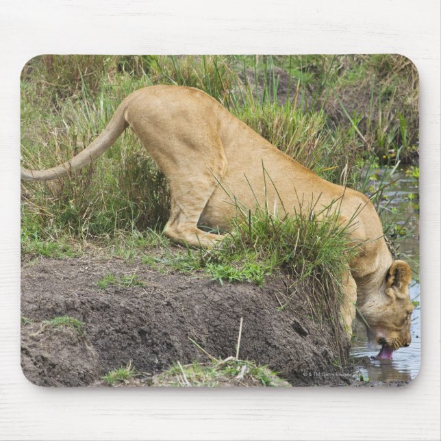 Mousepad Leão fêmea (Panthera leo), Masai Mara Nacional (Frente)
