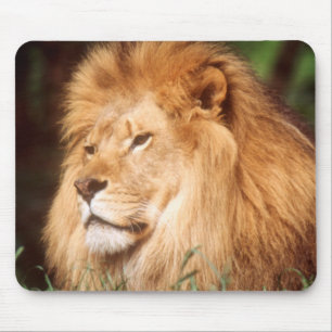 Mousepad Leão macho adulto