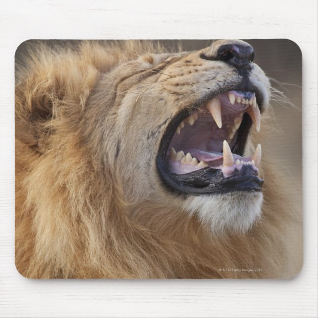 Mousepad Leão macho maduro (Panthera leo) no Savuti (Frente)