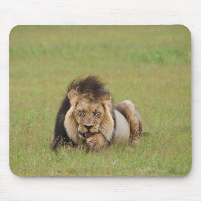 Mousepad Leão macho, Panthera leo, se limpando. (Frente)