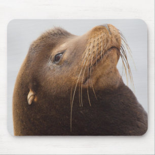 Mousepad Leão-marinho-da-califórnia