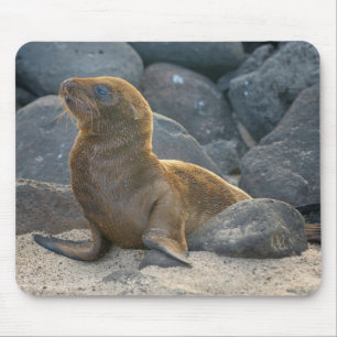 Mousepad Leão-marinho-das-galápagos